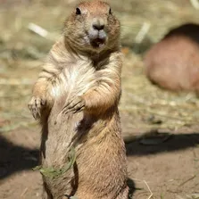 Rodent removal service Ontario
