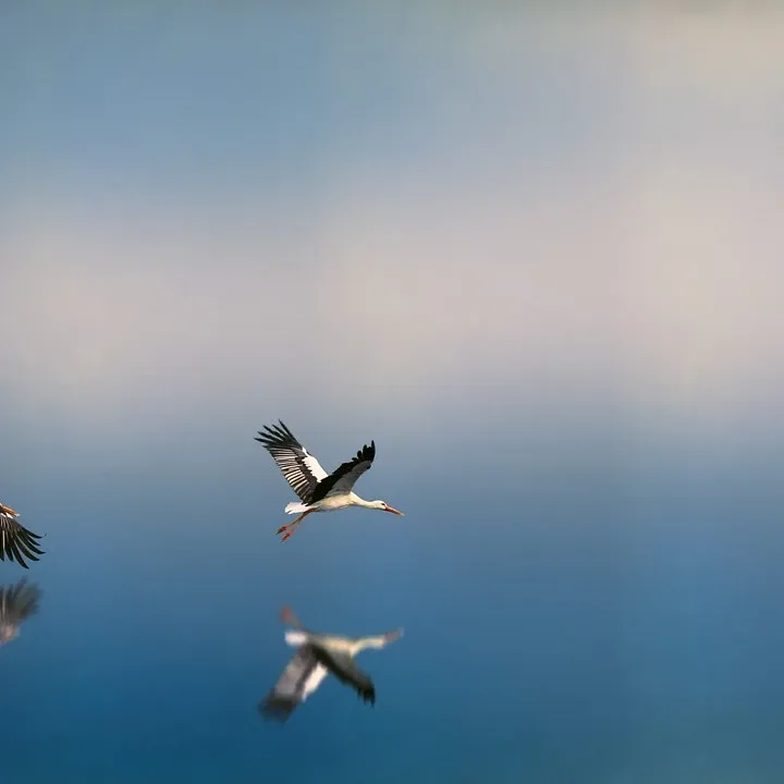 can-bed-bugs-fly