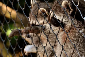 Raccoon removal service Ontario