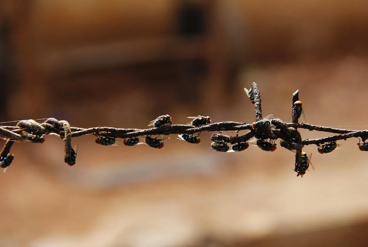 signs-of-pests-pest-control-programs-toronto