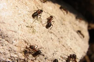 pavement-ants-in-ontario