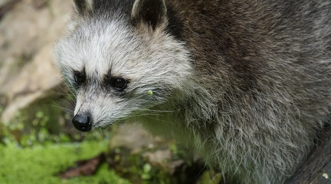 raccoon-removal-service-toronto-wildlife-control