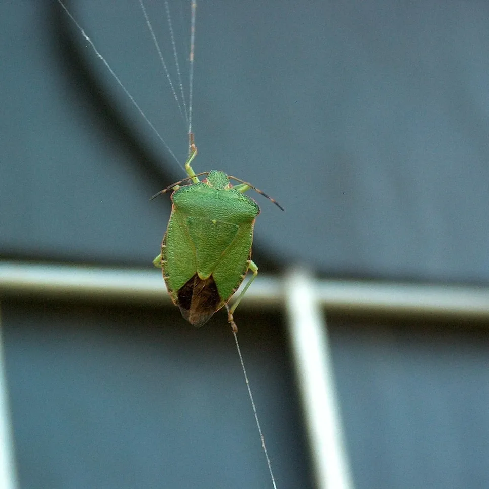 christmas-tree-bugs-tree-pests