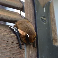 Office pest control service Ontario
