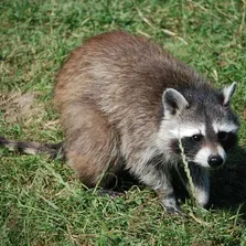 Raccoon removal service Ontario