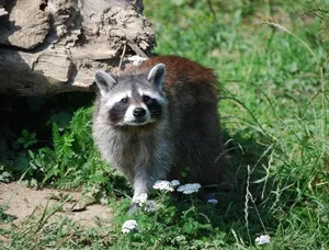 Raccoon removal tips