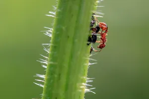 Pharaoh ant control service Ontario