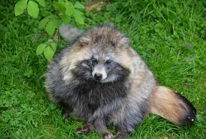 Trapping raccoons in Ontario
