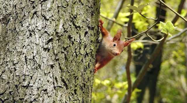 Mouse removal service Ontario