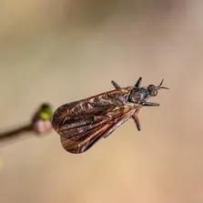Restaurant pest control service Ontario