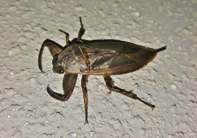 Beetle removal service Ontario