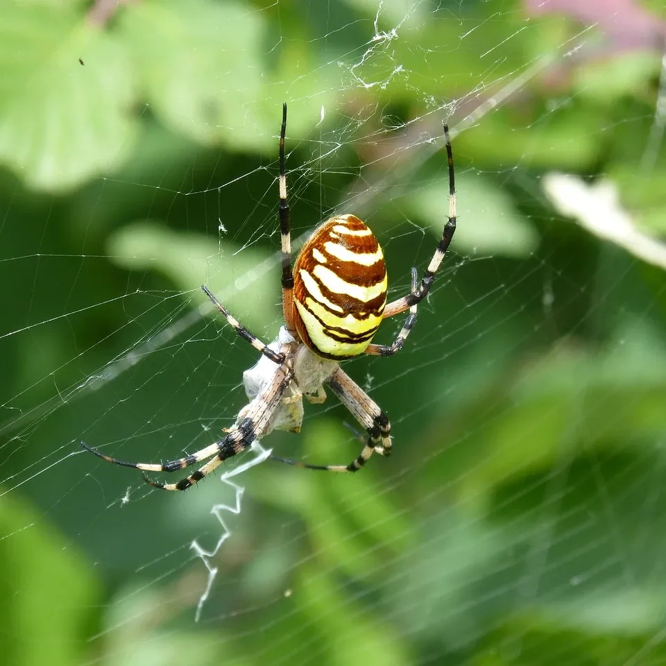 wasp-attack