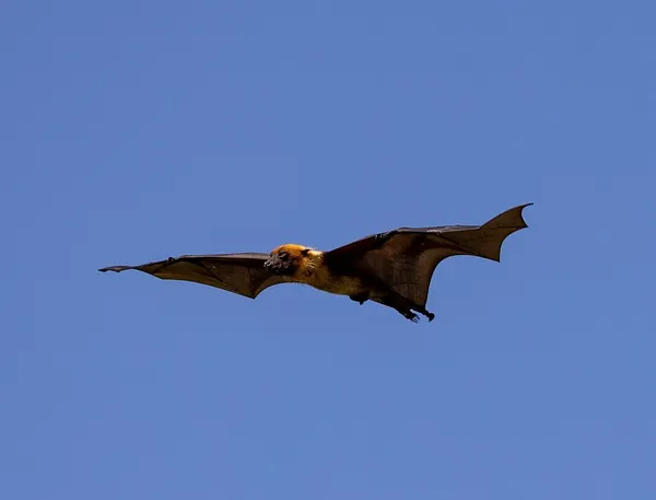bat-removal-toronto-bats-in-toronto