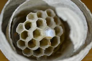 Bee, hornet and wasp removal Ontario
