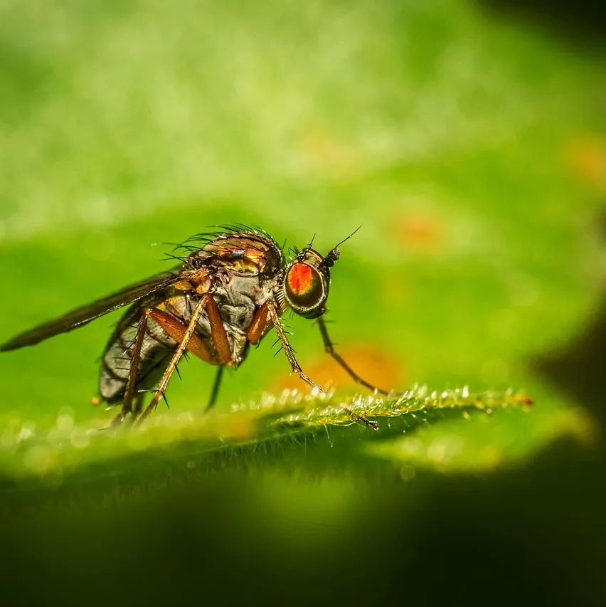 signs-of-pests-in-your-home