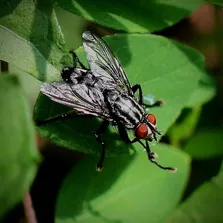 Office pest control service Ontario