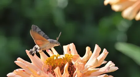 Indian meal moth control service Ontario