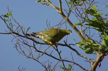 pest-control-for-birds-pigeon-control