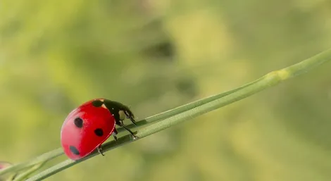 Pharaoh ant removal service Ontario