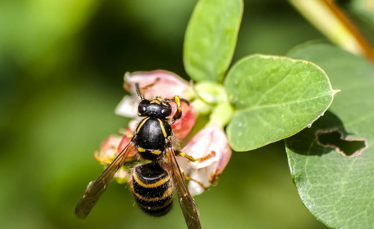how-to-keep-wasps-away-wasp-prevention