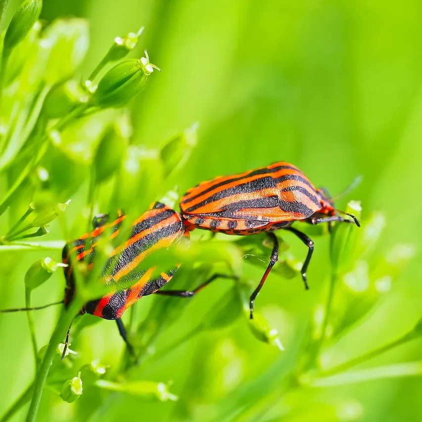 termite-infestation-termite-extermination-toronto