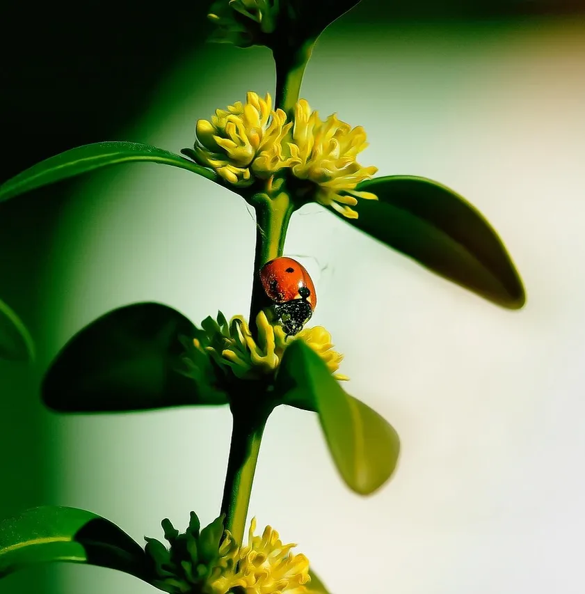 pavement-ants-ant-removal-pest-control