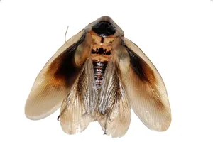 Cockroach control Ontario