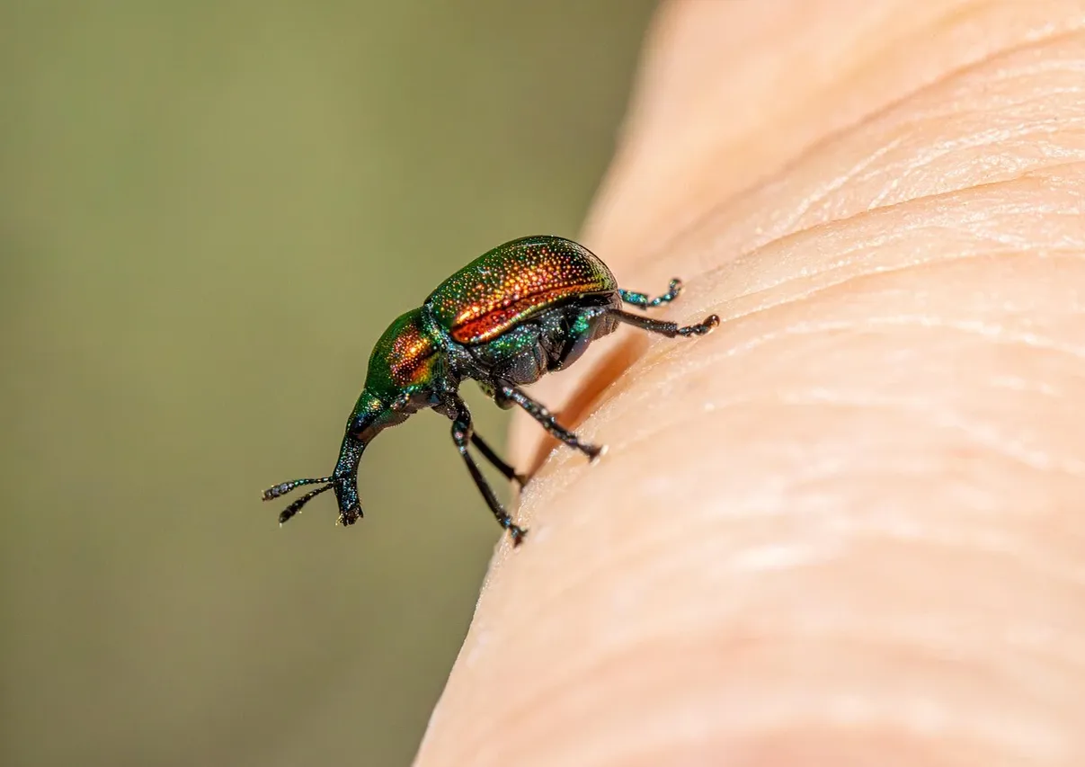 environmental-pest-control