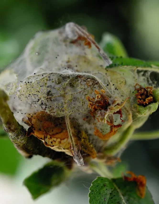 pest-control-mistakes-diy-pest-control