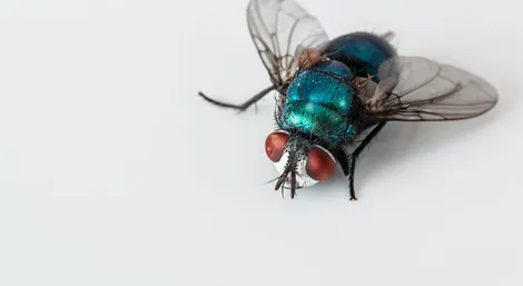 Cluster fly control service Ontario