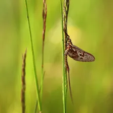 Manufacturing pest control service Ontario