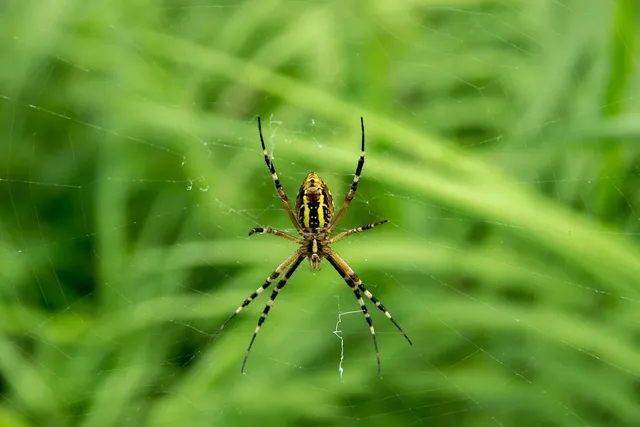Spider removal service Ontario