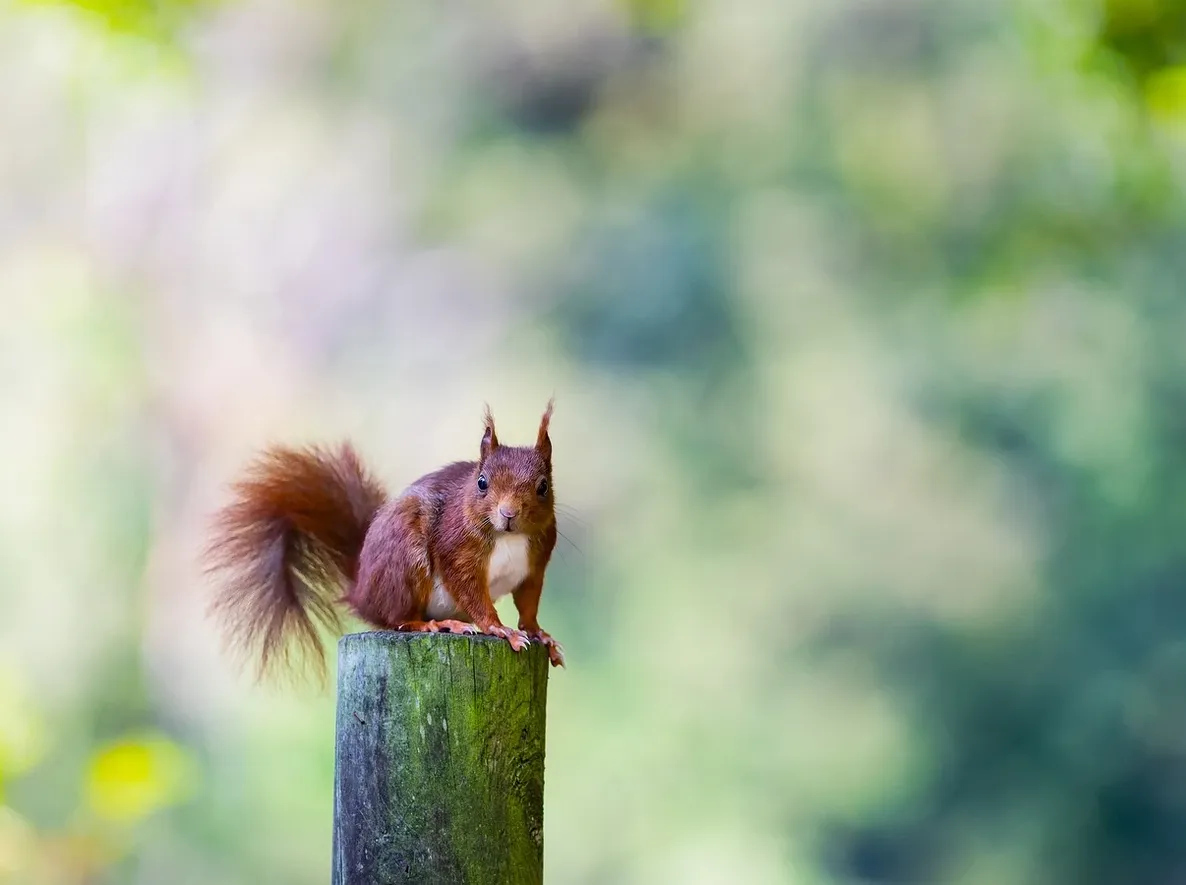 squirrel-removal-wildlife-control-toronto
