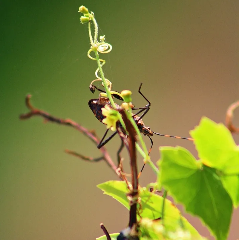 Christmas tree pests pest management