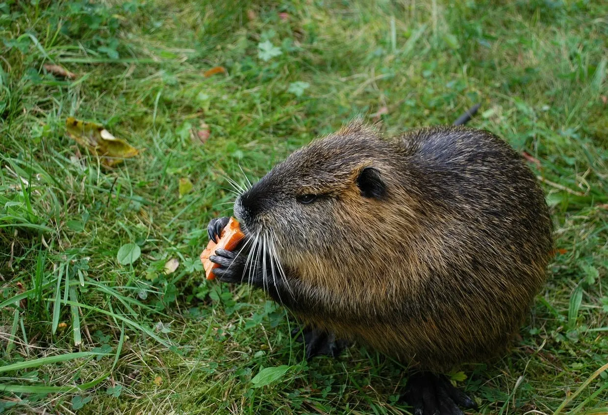 get-rid-of-rats-rodent-control-toronto