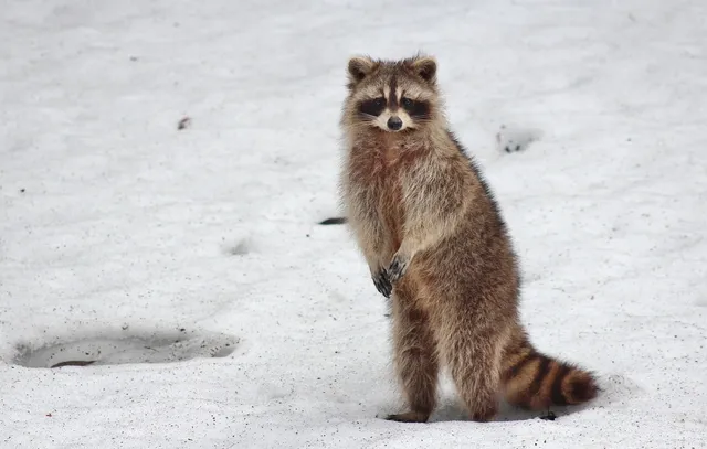 Raccoon facts