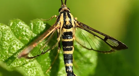 Clothes moth control service Ontario