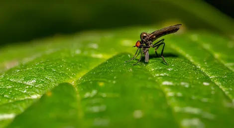 Carpenter ant removal service Ontario