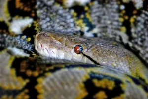 Snake removal service Ontario