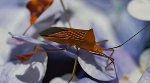 How do bed bugs spread