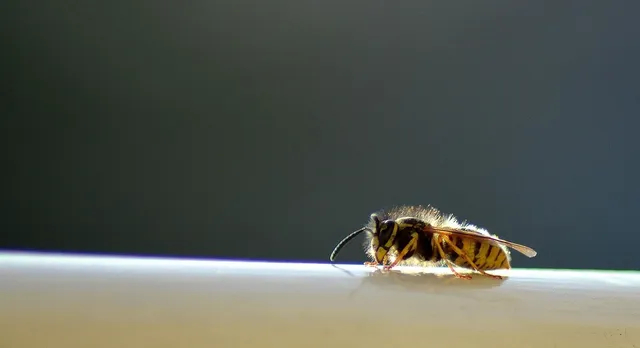 Bees and hornets removal service Ontario