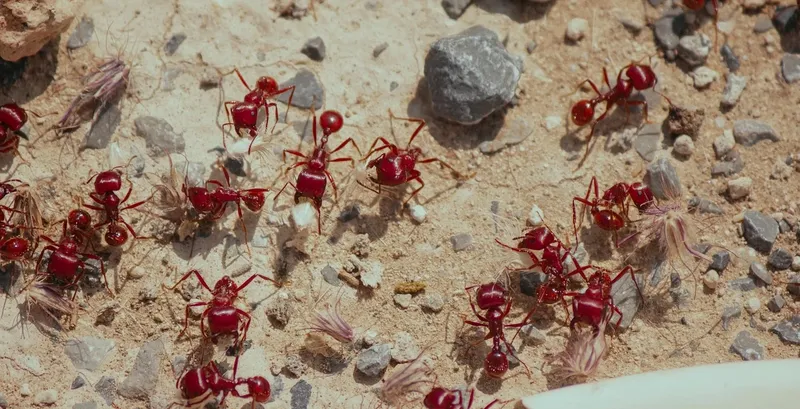 ant-control-pest-management-ant-navigation