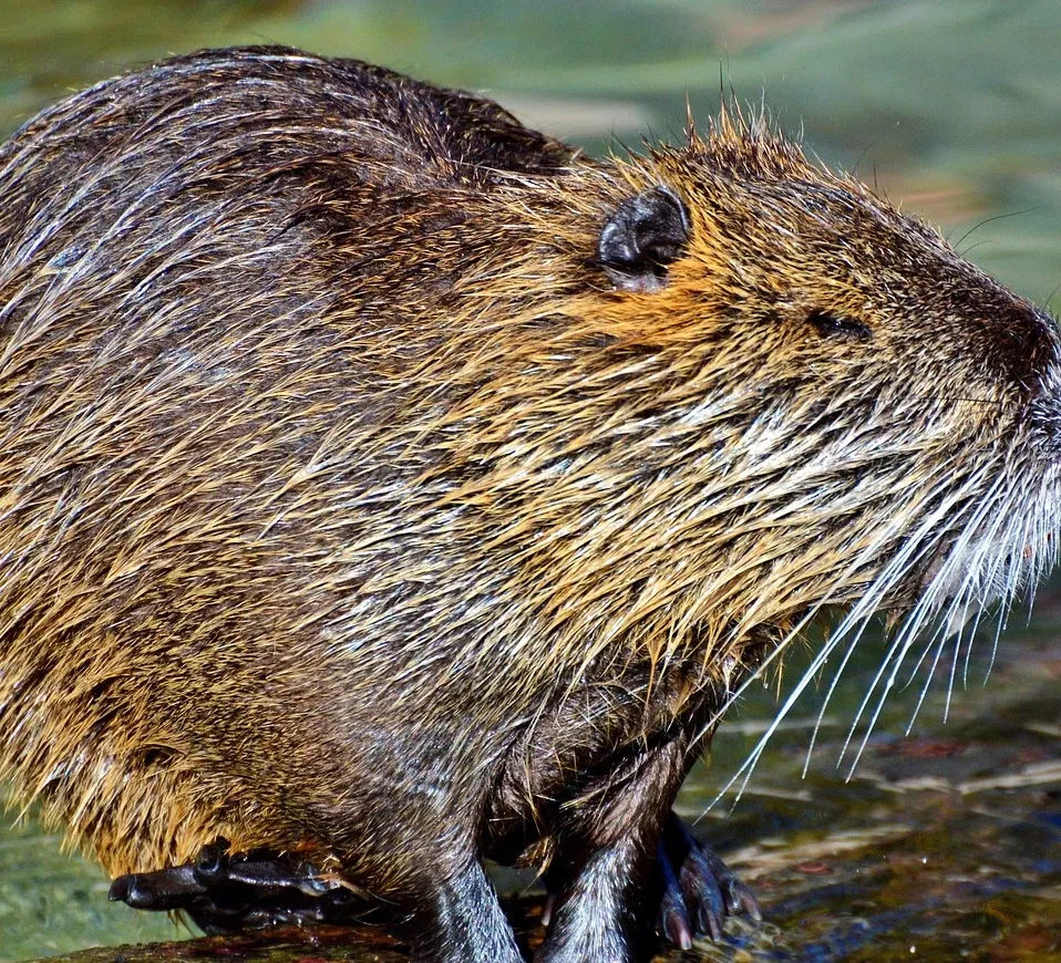 rodent-removal-pet-rat-terminix-canada
