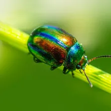 Hotel pest control service Ontario