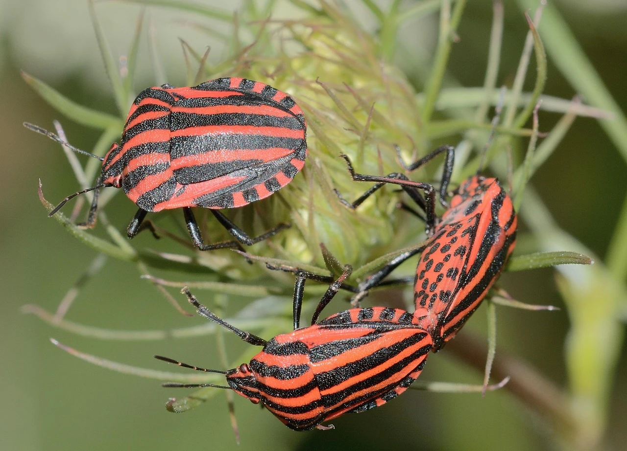 bed-bugs-prevent-bed-bugs-pest-control