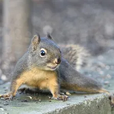 Squirrel removal service Ontario