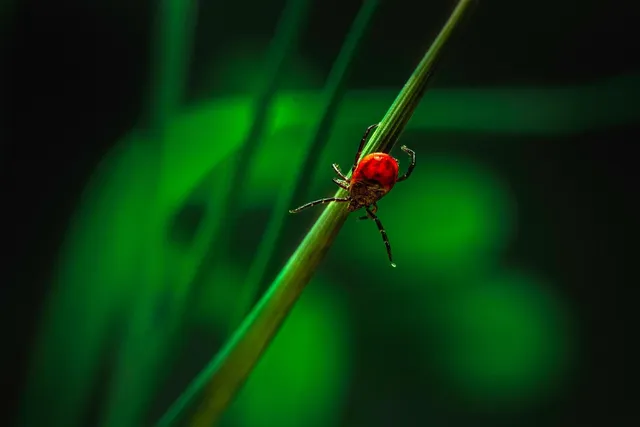 Tick control