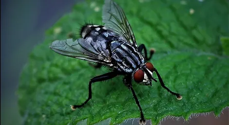 Bottle fly control service Ontario