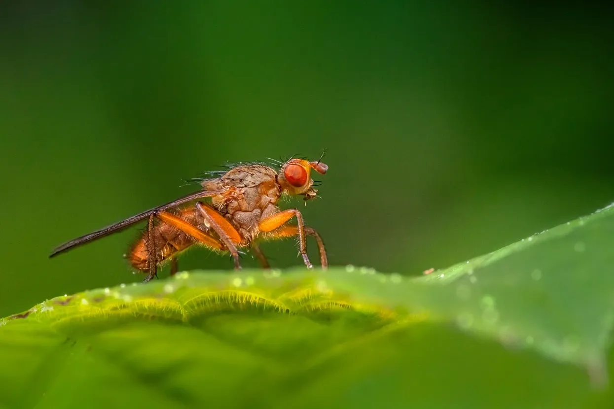 winter-pest-control