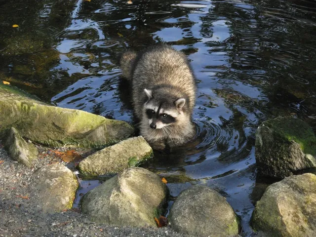 Wild Life service Ontario